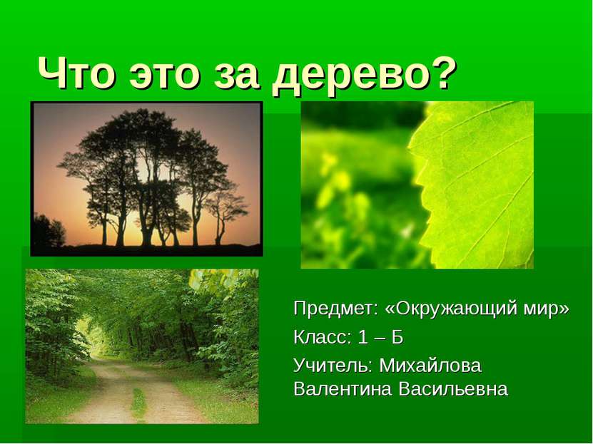 Что это за дерево? Предмет: «Окружающий мир» Класс: 1 – Б Учитель: Михайлова ...