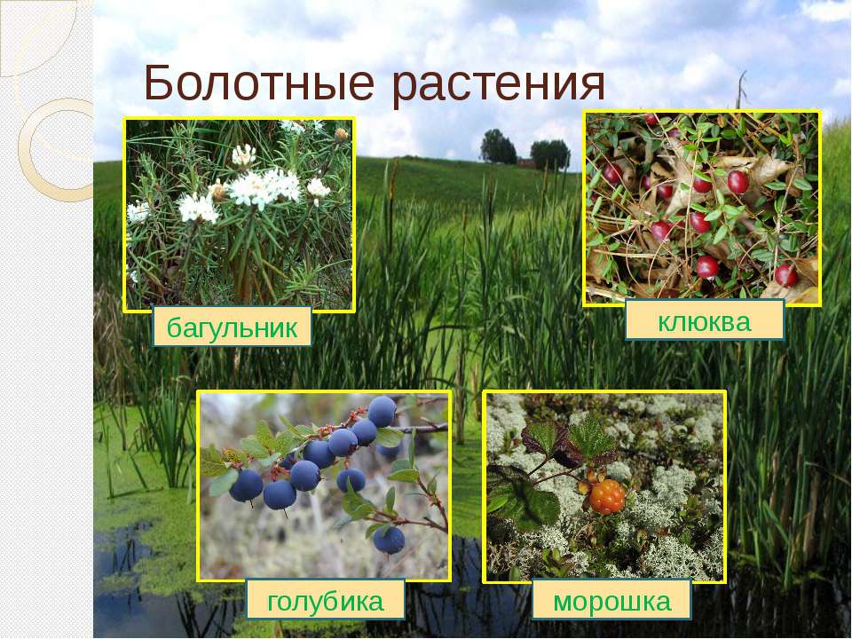 Таблица болот растения