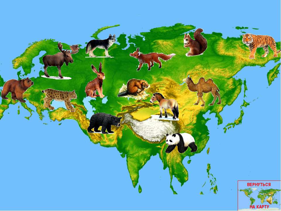 Кто живет в евразии. Материк Евразия животные Евразии. Живые организмы Евразии. Карта животных Евразии. Животный мир Евразии карта.