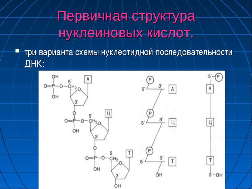 Первичная структура нуклеиновых кислот. три варианта схемы нуклеотидной после...