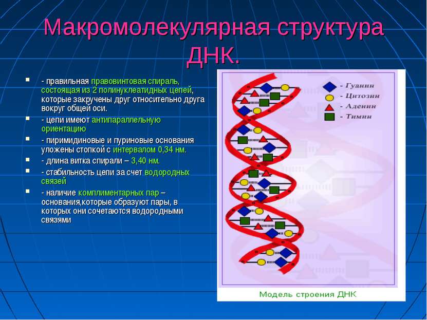 Макромолекулярная структура ДНК. - правильная правовинтовая спираль, состояща...
