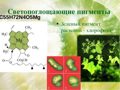 Светопоглощающие пигменты Зеленый пигмент растений - хлорофилл C55H72N4O5Mg