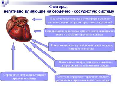 Факторы, негативно влияющие на сердечно - сосудистую систему Недостаток кисло...