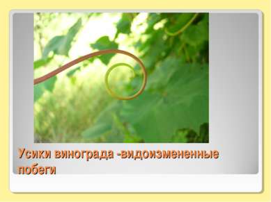 Усики винограда -видоизмененные побеги