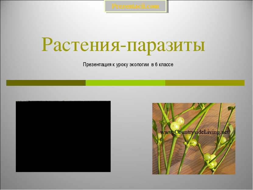 Растения-паразиты Презентация к уроку экологии в 6 классе Prezentacii.com