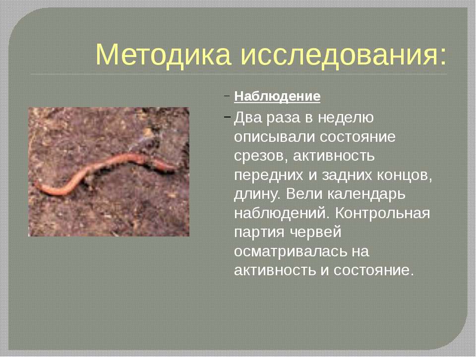 Передний и задний конец червя. Дождевой червь среда обитания. Презентация на тему регенерация.