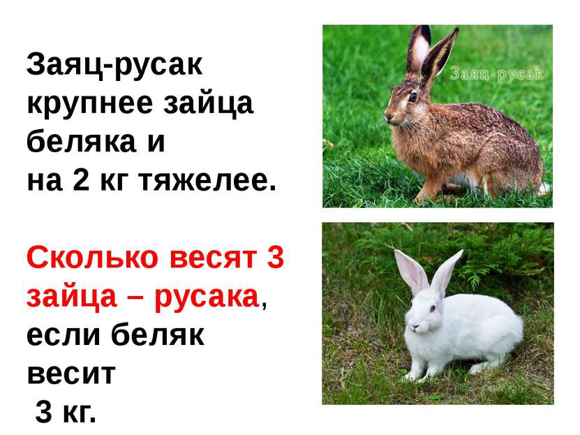 Заяц-русак крупнее зайца беляка и на 2 кг тяжелее. Сколько весят 3 зайца – ру...