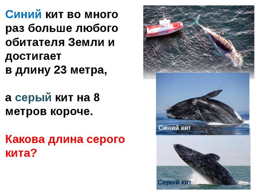 Синий кит Серый кит Синий кит во много раз больше любого обитателя Земли и до...