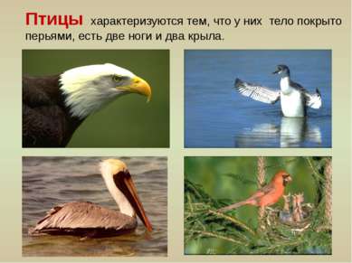 Птицы характеризуются тем, что у них тело покрыто перьями, есть две ноги и дв...
