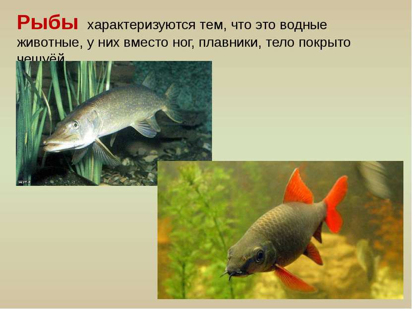 Рыбы характеризуются тем, что это водные животные, у них вместо ног, плавники...