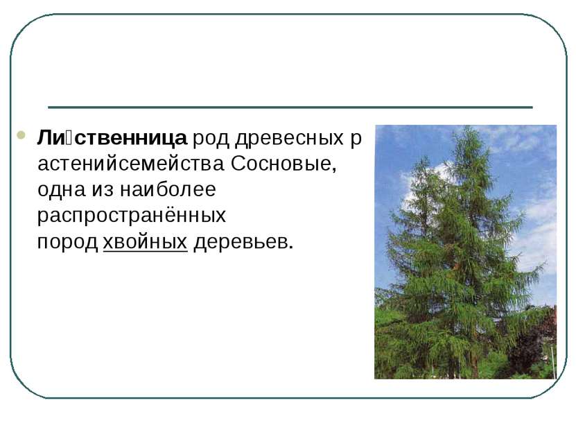 Ли ственница род древесных растенийсемейства Сосновые, одна из наиболее распр...