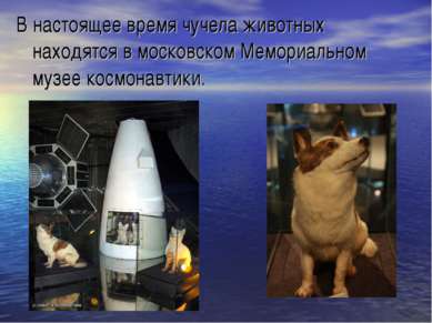В настоящее время чучела животных находятся в московском Мемориальном музее к...