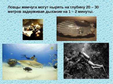 Ловцы жемчуга могут нырять на глубину 20 – 30 метров задерживая дыхание на 1 ...