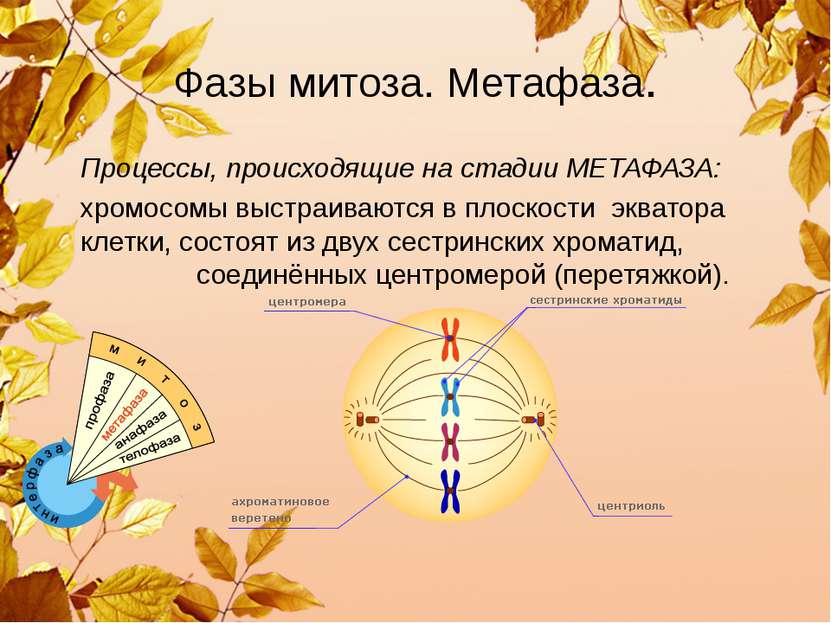 Фазы митоза. Метафаза. Процессы, происходящие на стадии МЕТАФАЗА: хромосомы в...