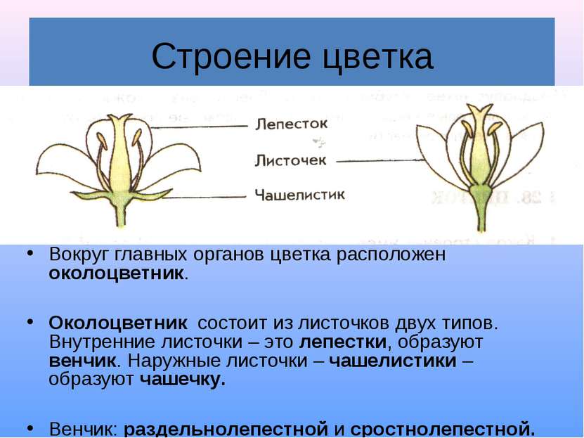 Строение цветка Вокруг главных органов цветка расположен околоцветник. Околоц...