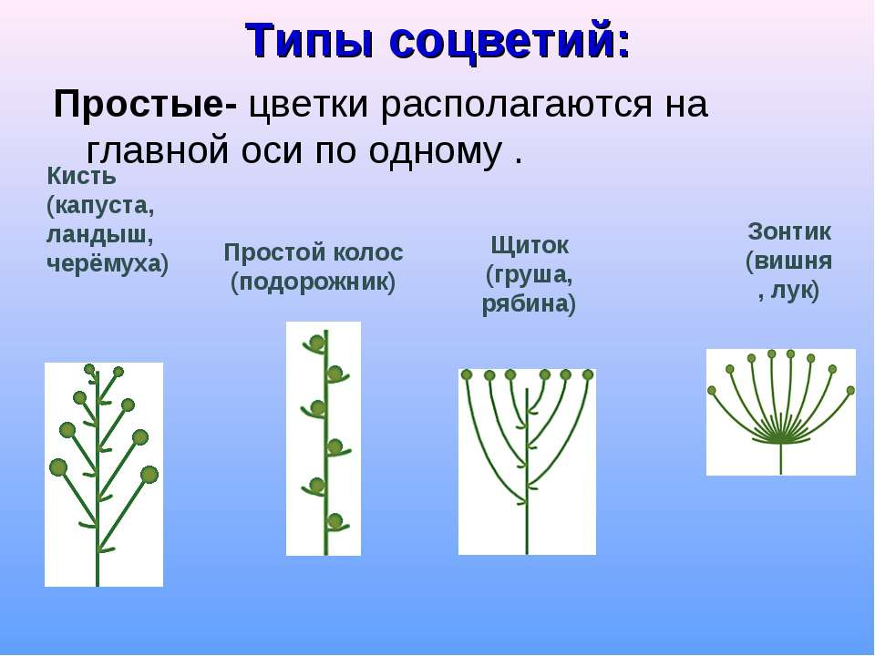 Головка простое или сложное. Соцветие. Типы соцветий. Растения с простыми соцветиями. Типы соцветия растений.