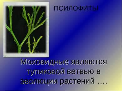 Моховидные являются тупиковой ветвью в эволюции растений …. ПСИЛОФИТЫ