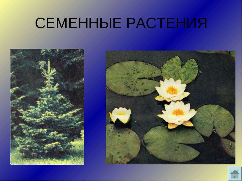 Семенные растения примеры 6 класс. Семенные растения. Появление семенных растений. Первые семенные растения. Семенные растения презентация.