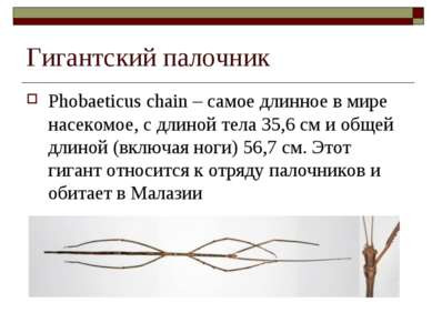 Гигантский палочник Phobaeticus chain – самое длинное в мире насекомое, с дли...