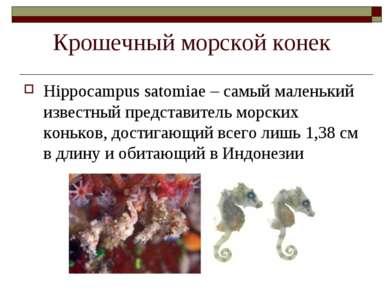Крошечный морской конек Hippocampus satomiae – самый маленький известный пред...