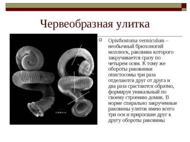 Червеобразная улитка Opisthostoma vermiculum – необычный брюхоногий моллюск, ...