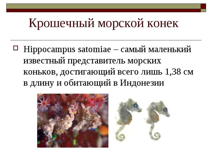 Крошечный морской конек Hippocampus satomiae – самый маленький известный пред...
