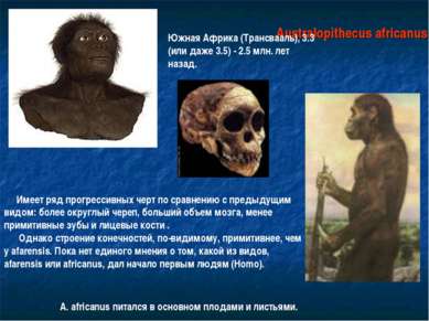 Australopithecus africanus Южная Африка (Трансвааль), 3.3 (или даже 3.5) - 2....