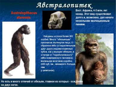 Австралопитек Australopithecus afarensis Найдены остатки более 300 особей. Мн...