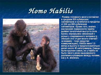 Homo Habilis Размер головного мозга составлял в среднем 650 кубических сантим...