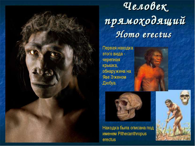 Человек прямоходящий Homo erectus Первая находка этого вида - черепная крышка...