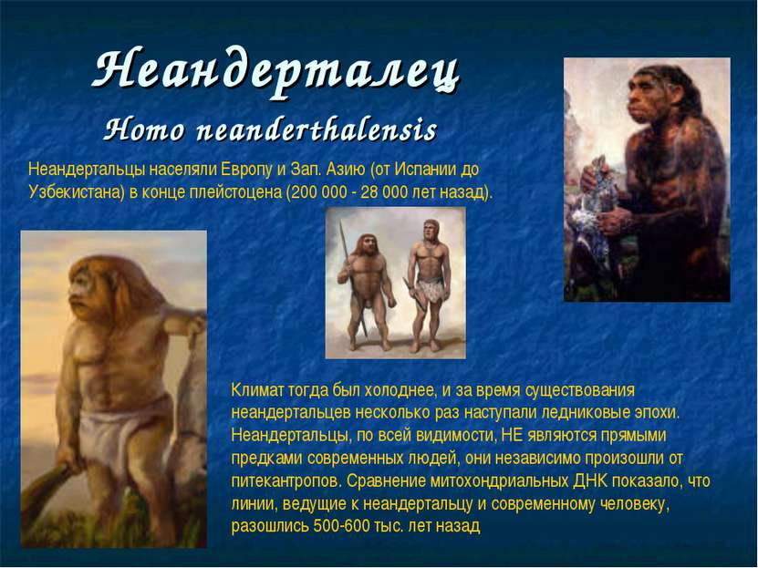 Неандерталец Нomo neanderthalensis Неандертальцы населяли Европу и Зап. Азию ...
