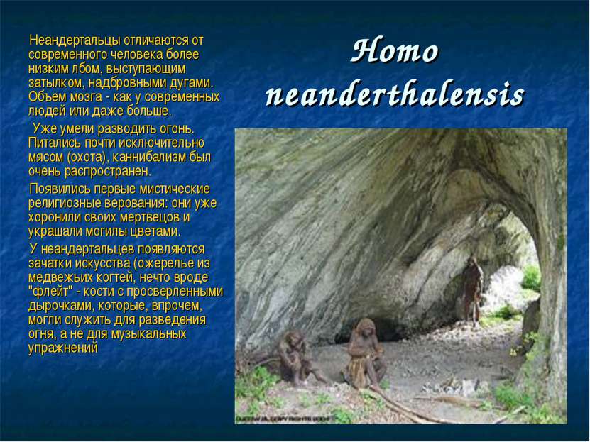 Нomo neanderthalensis Неандертальцы отличаются от современного человека более...