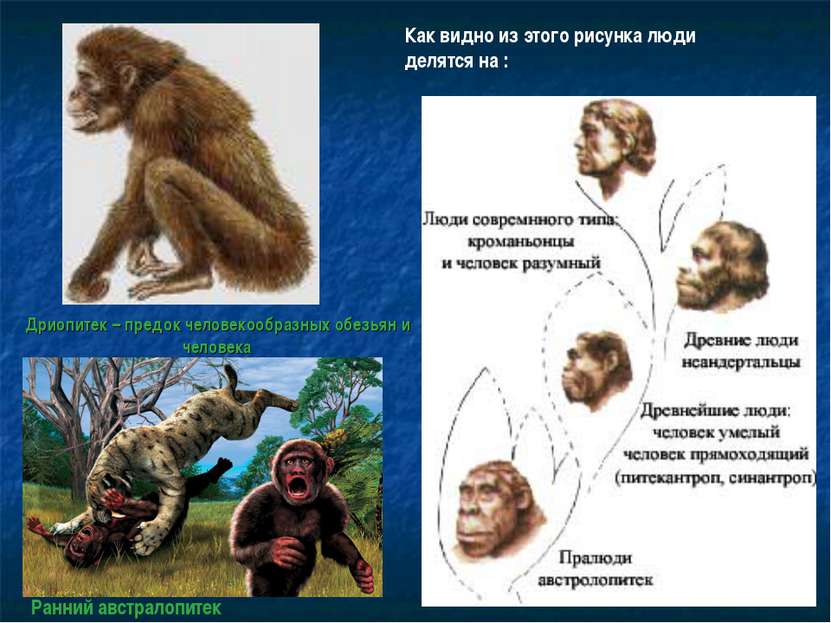 Дриопитек – предок человекообразных обезьян и человека Как видно из этого рис...