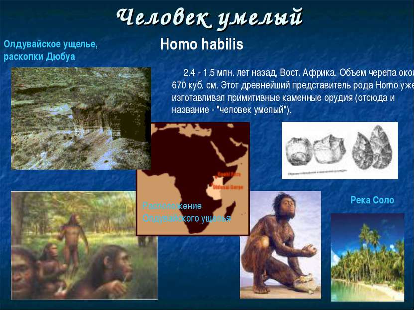 Человек умелый Homo habilis 2.4 - 1.5 млн. лет назад, Вост. Африка. Объем чер...