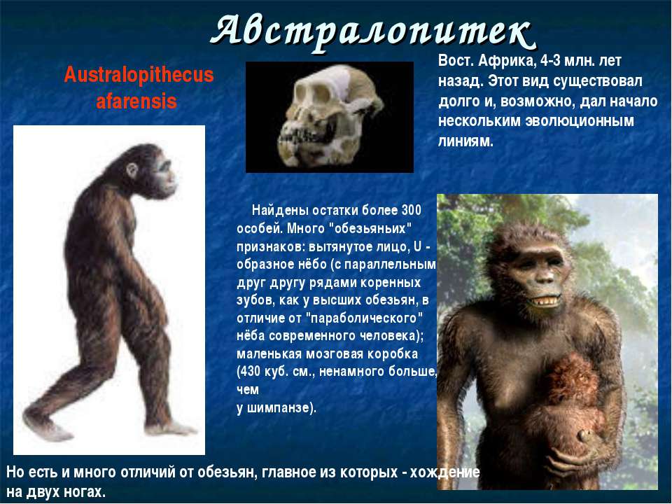 Этапы эволюции австралопитека. Australopithecus Afarensis (австралопитек афарский). Прямоходящие приматы австралопитеки. Эволюция человека дриопитек австралопитек. Австралопитек этапы эволюции.