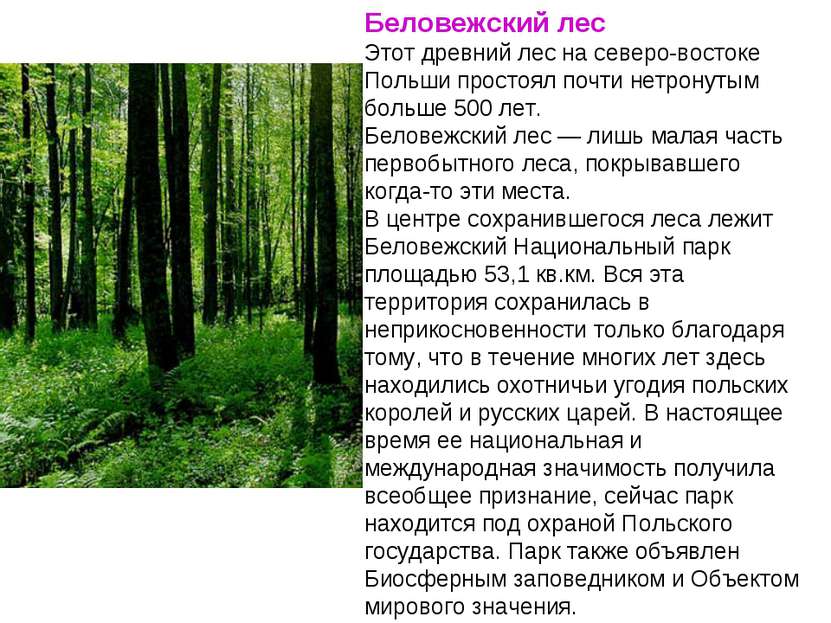 Беловежский лес Этот древний лес на северо-востоке Польши простоял почти нетр...