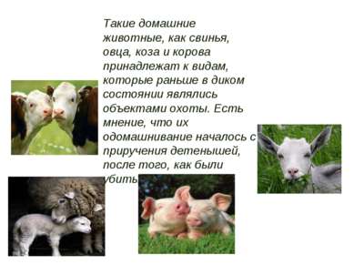 Такие домашние животные, как свинья, овца, коза и корова принадлежат к видам,...
