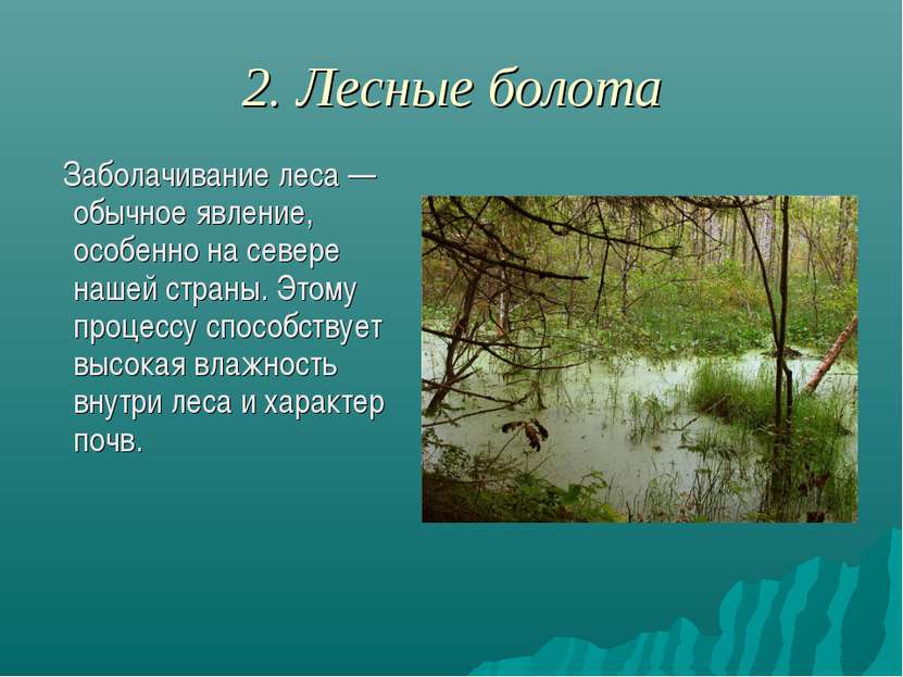 2. Лесные болота Заболачивание леса — обычное явление, особенно на севере наш...