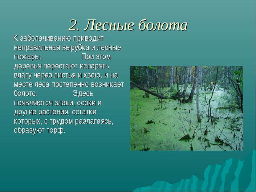 2. Лесные болота К заболачиванию приводит неправильная вырубка и лесные пожар...