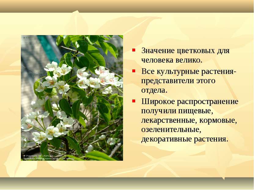 Значение цветковых для человека велико. Все культурные растения- представител...