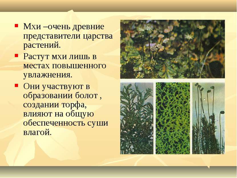 Мхи –очень древние представители царства растений. Растут мхи лишь в местах п...