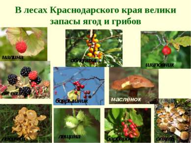 В лесах Краснодарского края велики запасы ягод и грибов малина ежевика лисичк...