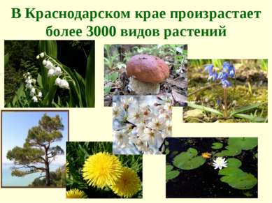 В Краснодарском крае произрастает более 3000 видов растений    