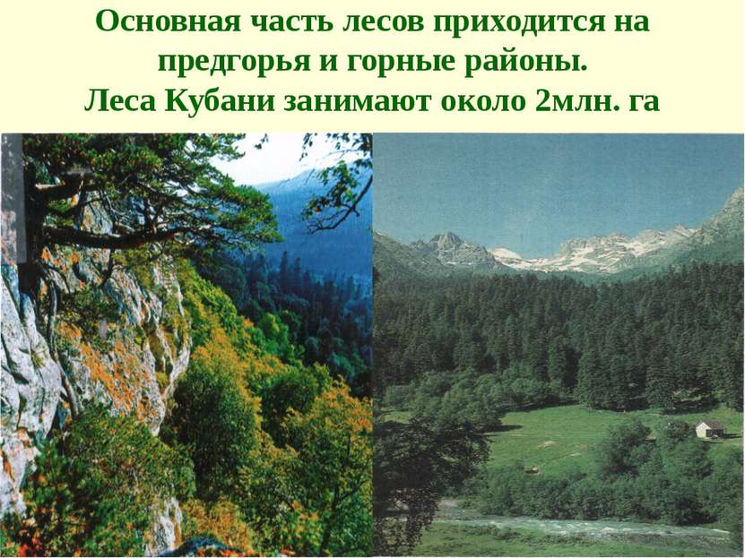 Основная часть лесов приходится на предгорья и горные районы. Леса Кубани зан...
