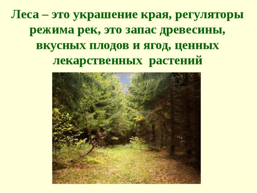 Леса – это украшение края, регуляторы режима рек, это запас древесины, вкусны...