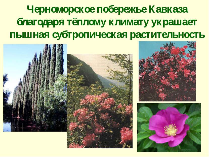 Черноморское побережье Кавказа благодаря тёплому климату украшает пышная субт...