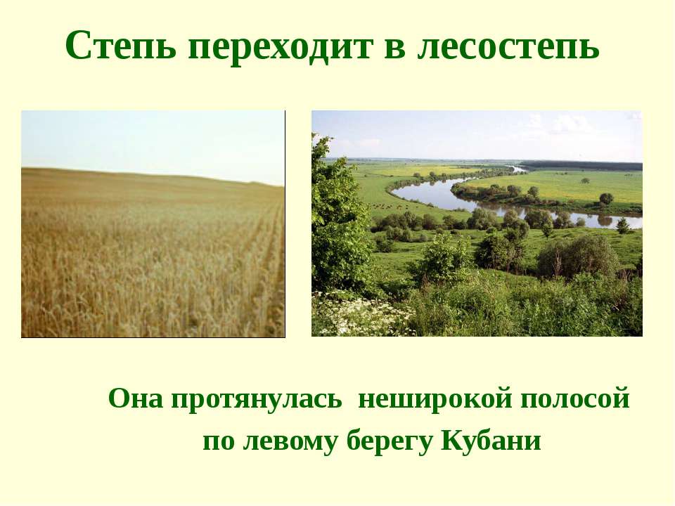 Степи и лесостепи отличаются богатством климатических ресурсов. Растительность лесостепи Краснодарского края. Степи и лесостепи. Природные зоны Кубани.