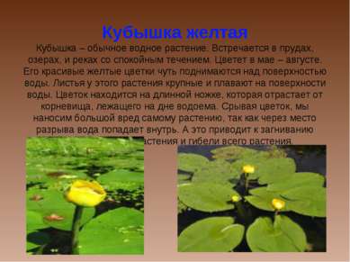 Кубышка желтая Кубышка – обычное водное растение. Встречается в прудах, озера...