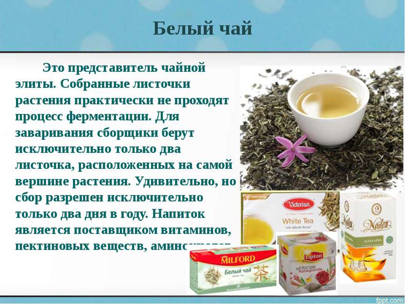 Белый чай Это представитель чайной элиты. Собранные листочки растения практич...