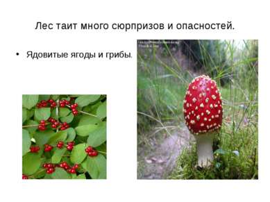 Лес таит много сюрпризов и опасностей. Ядовитые ягоды и грибы.